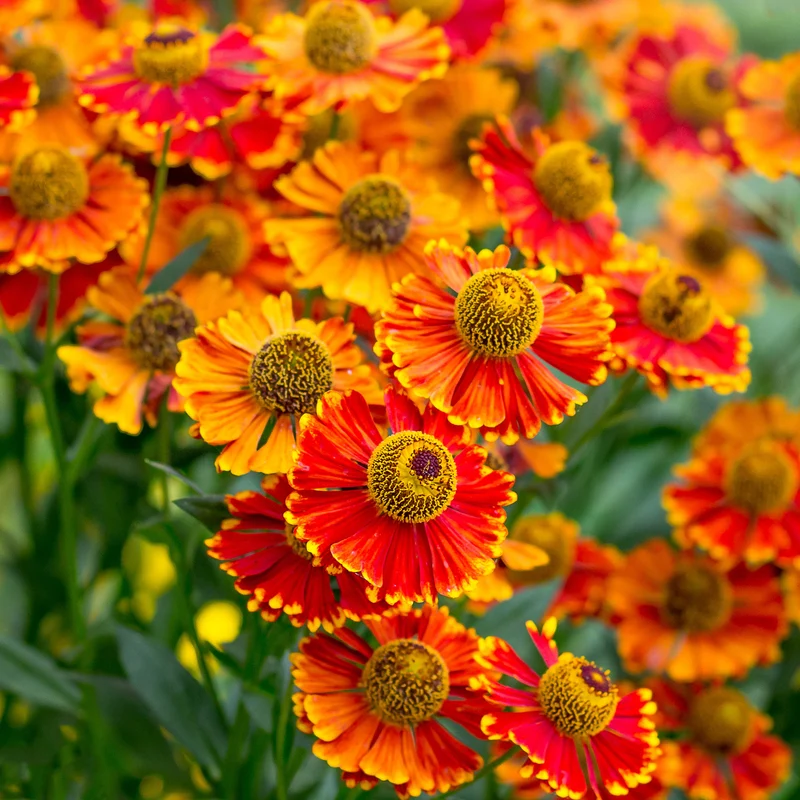 Sonnenbraut 'Poncho'