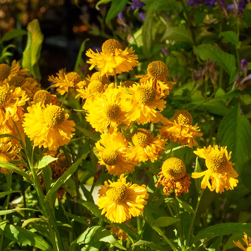 Sonnenbraut 'Double Trouble'