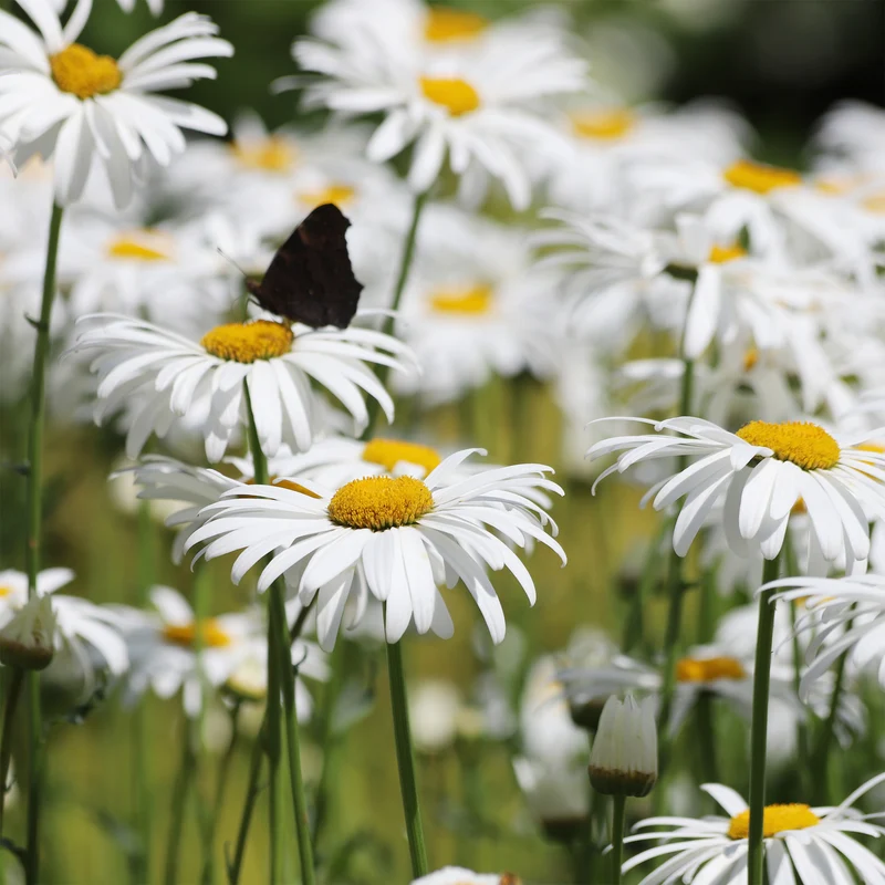 Großblumige Margerite 'Alaska'