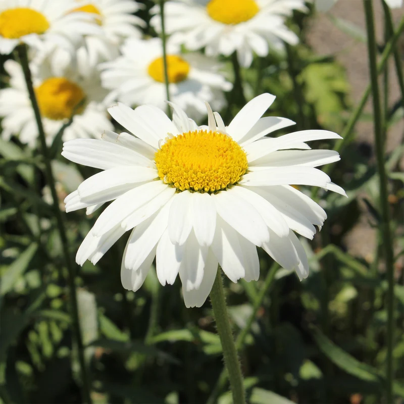 Großblumige Margerite 'Alaska'