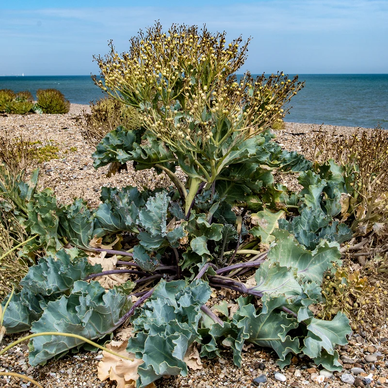 Küsten-Meerkohl