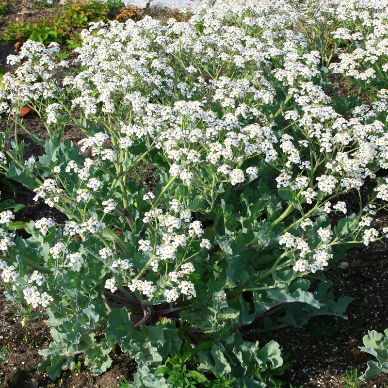 Küsten-Meerkohl