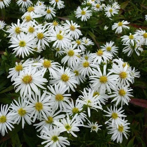 Kissen-Aster 'Kristina'