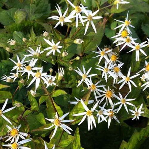 Schleieraster 'Silver Spray'