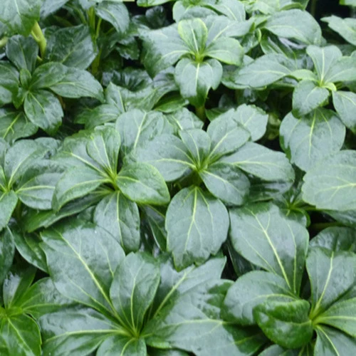 Schattengrün 'Green Sheen'