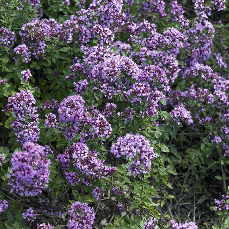 Blüten-Dost 'Rosenkuppel'