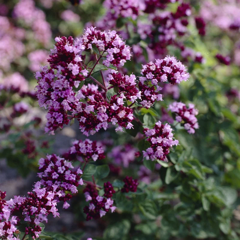Blüten-Dost 'Rosenkuppel'