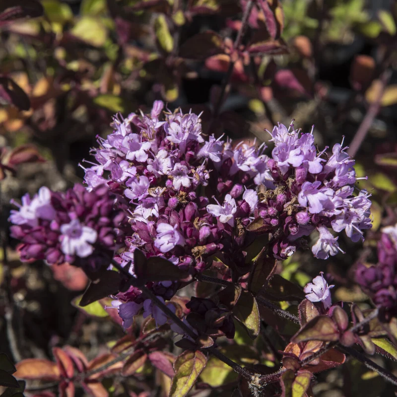 Blüten-Dost 'Rosenkuppel'
