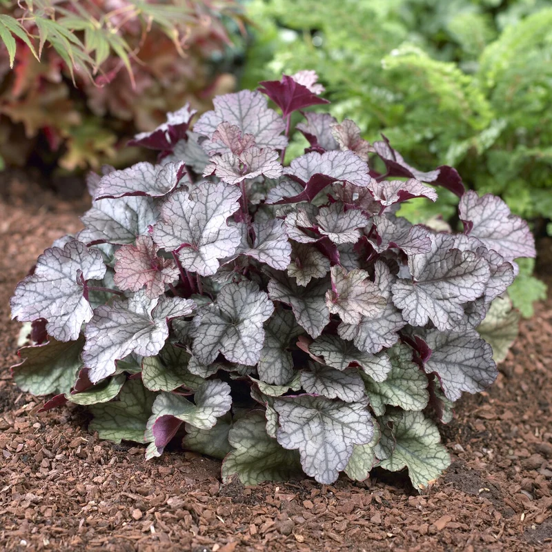 Heuchera Silver Scrolls