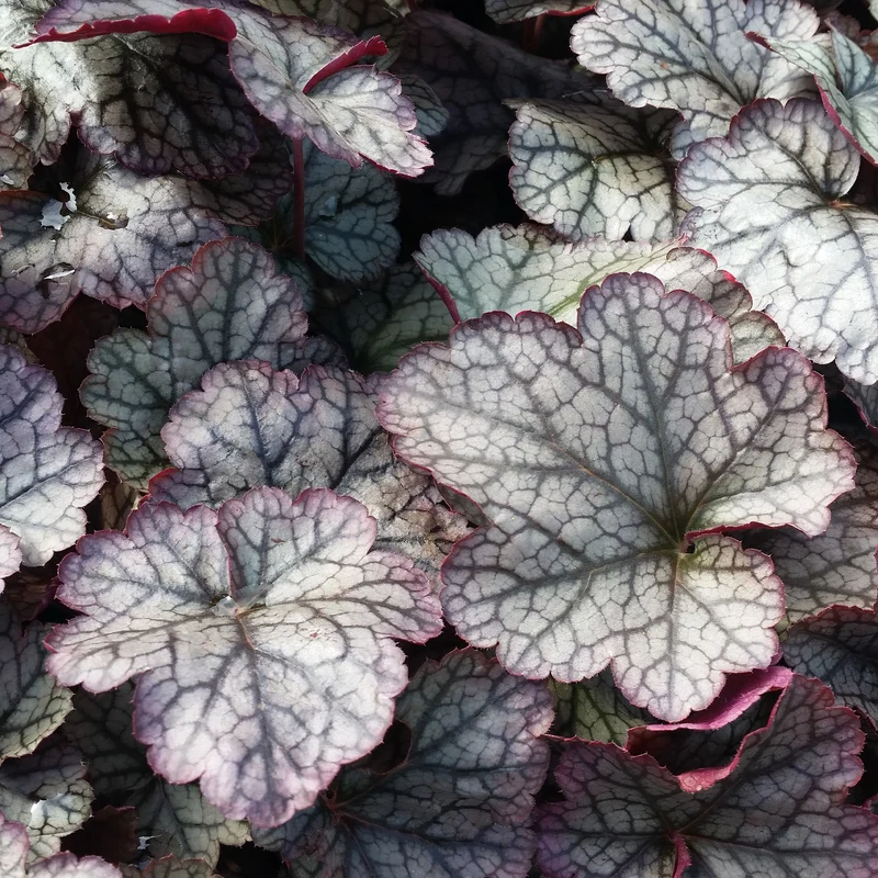 Heuchera Silver Scrolls