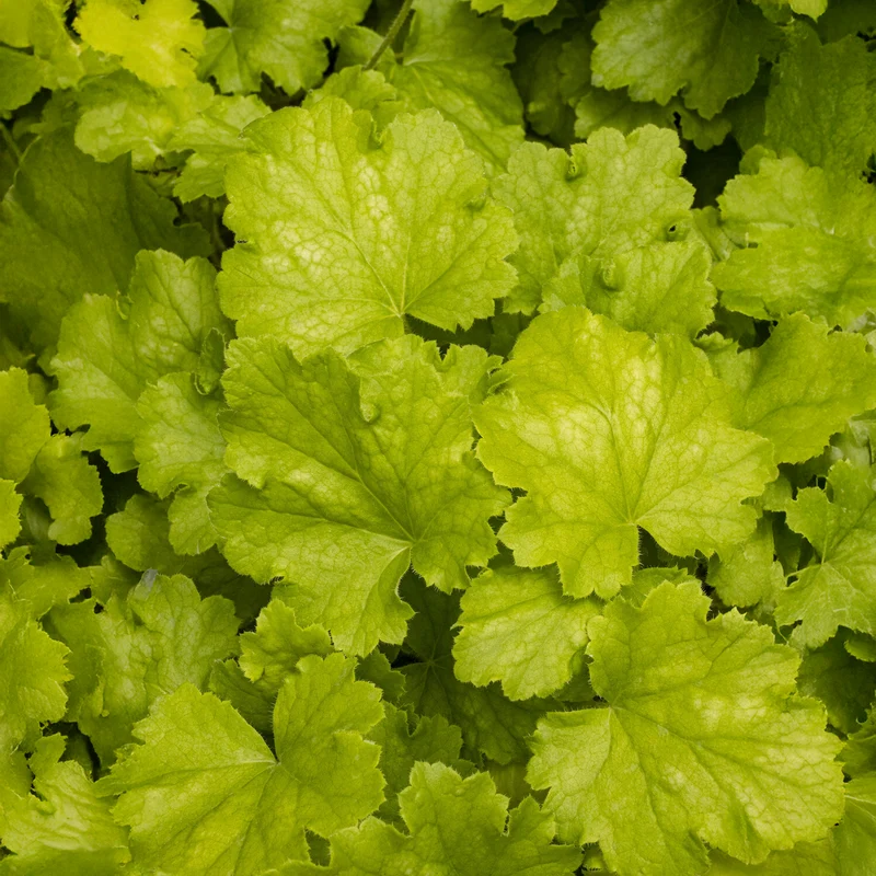 Heuchera Lemon Love