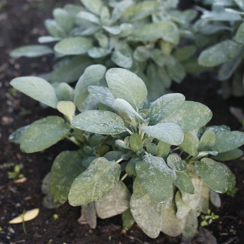 Salvia officinalis Berggarten