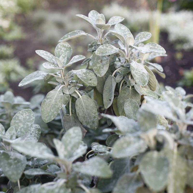 Salvia officinalis Berggarten