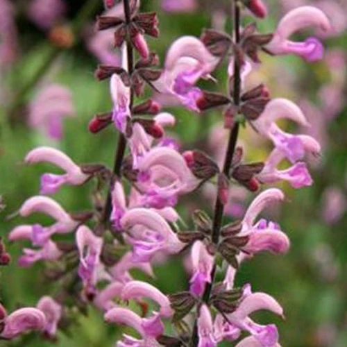 Wiesensalbei Rose Rhapsody