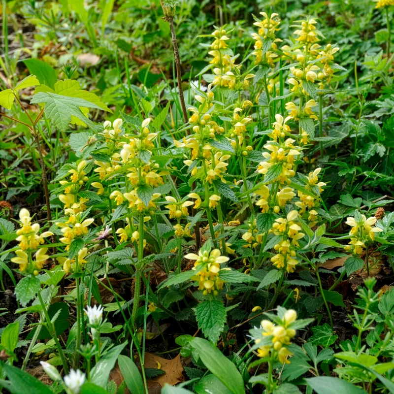 Gewöhnliche Goldnessel