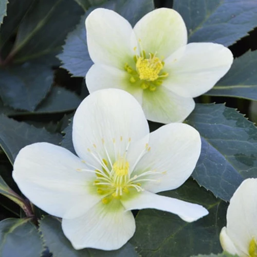 Helleborus Snow Love