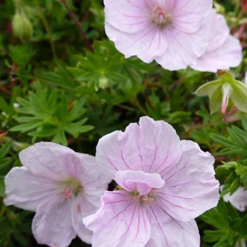 Blutgeranie Staudengeranie Apfelblüte