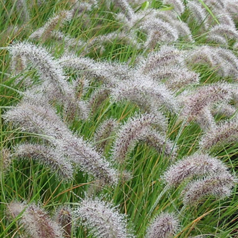 Federborstengras