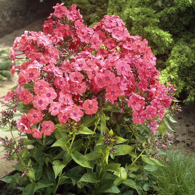 Hohe Flammenblume 'Orange Perfection'