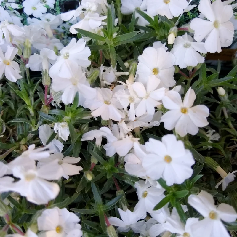 Teppich-Flammenblume 'White Admiral'