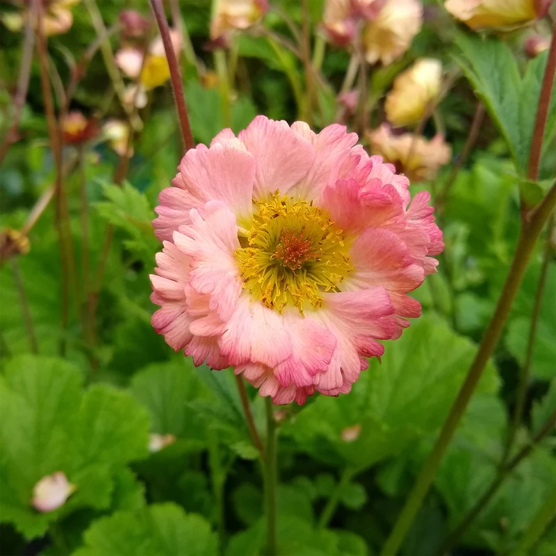 Nelkenwurz ‘Mai Tai’