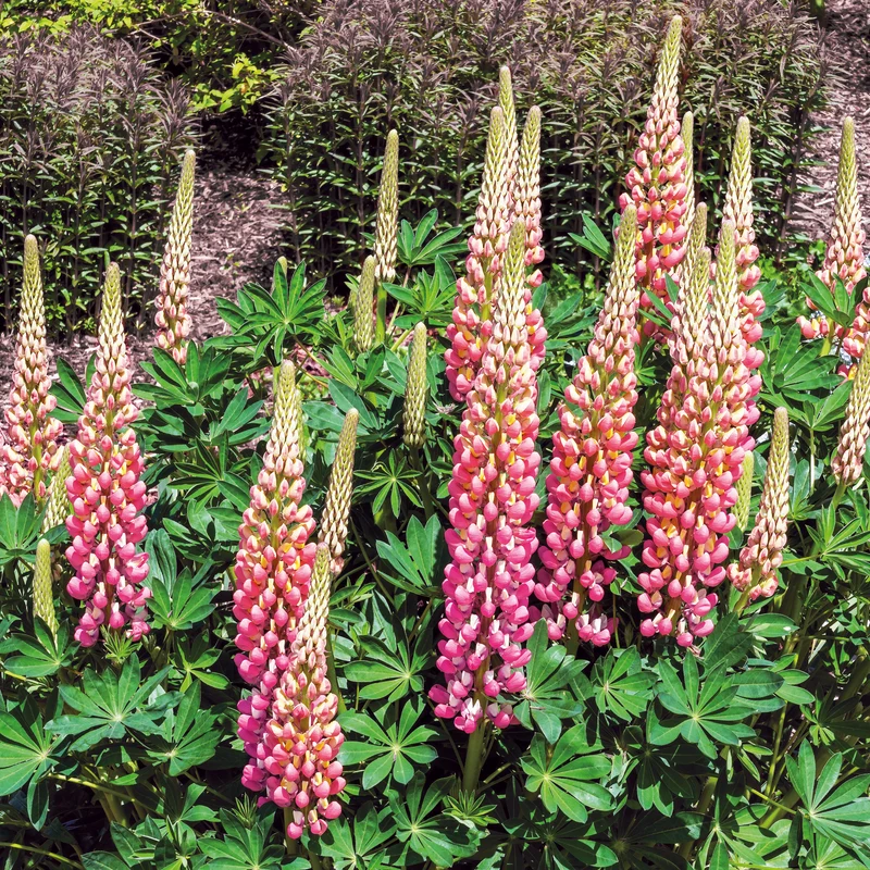 Lupine ‘The Chatelaine’
