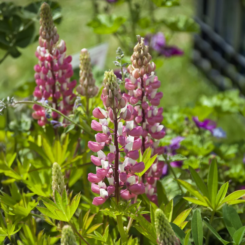 Lupine ‘The Chatelaine’