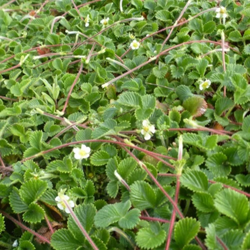 Erdbeere ‘Mount Omei’