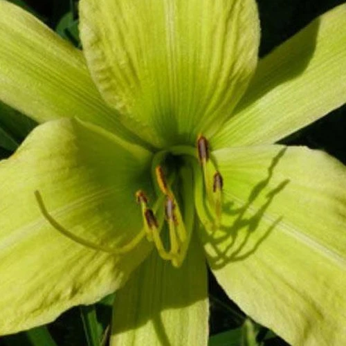 Hemerocallis Greenland Lilie eines Tages