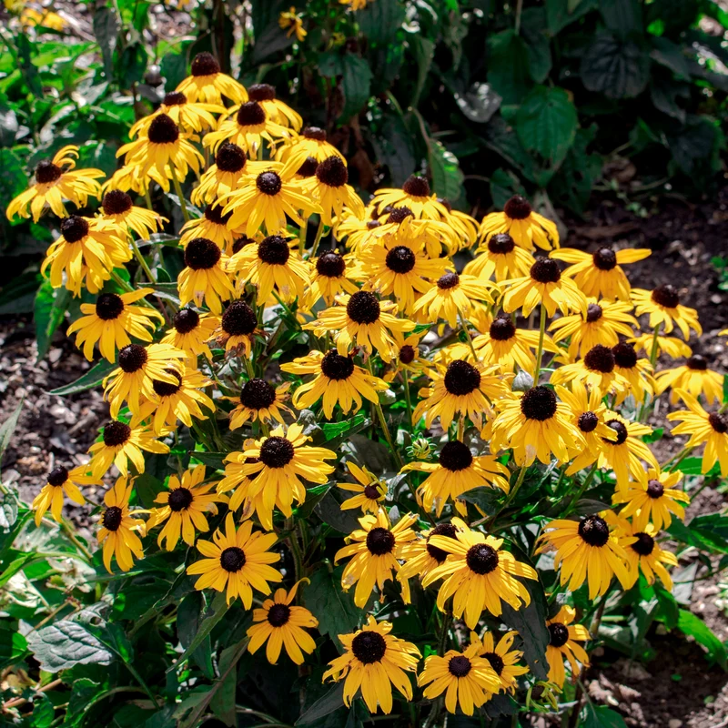 Sonnenhut 'Early Bird Gold'