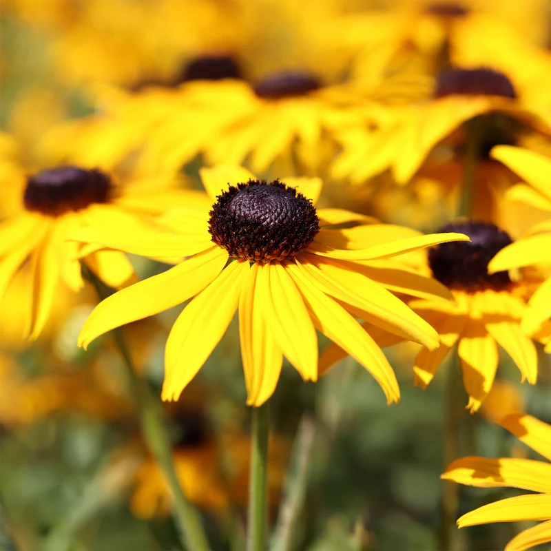 Sonnenhut 'Early Bird Gold'