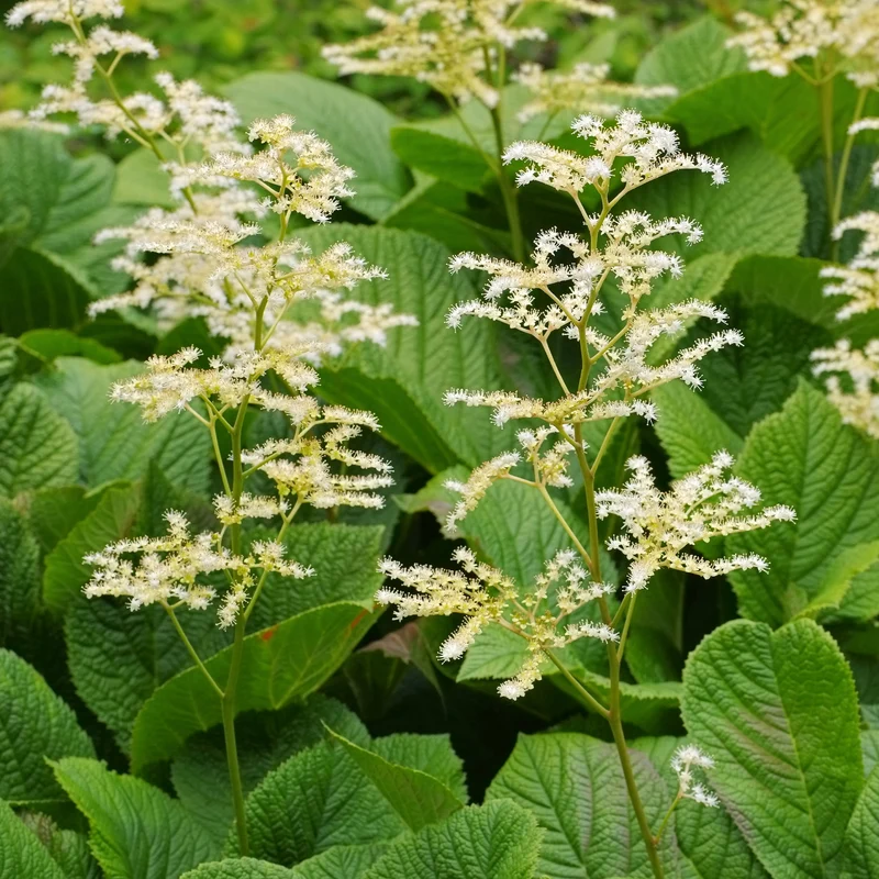 Kastanienblättriges Schaublatt