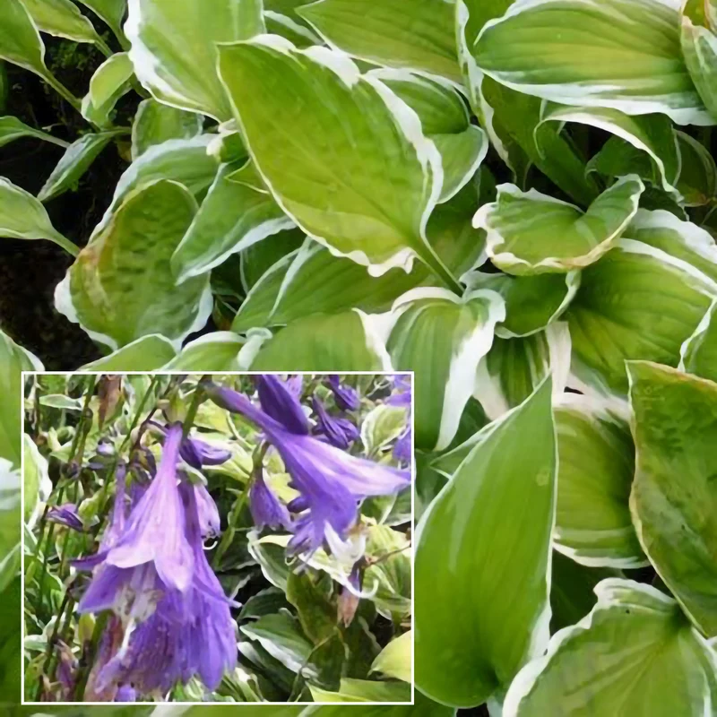 Siebolds Hosta Ginko Craig