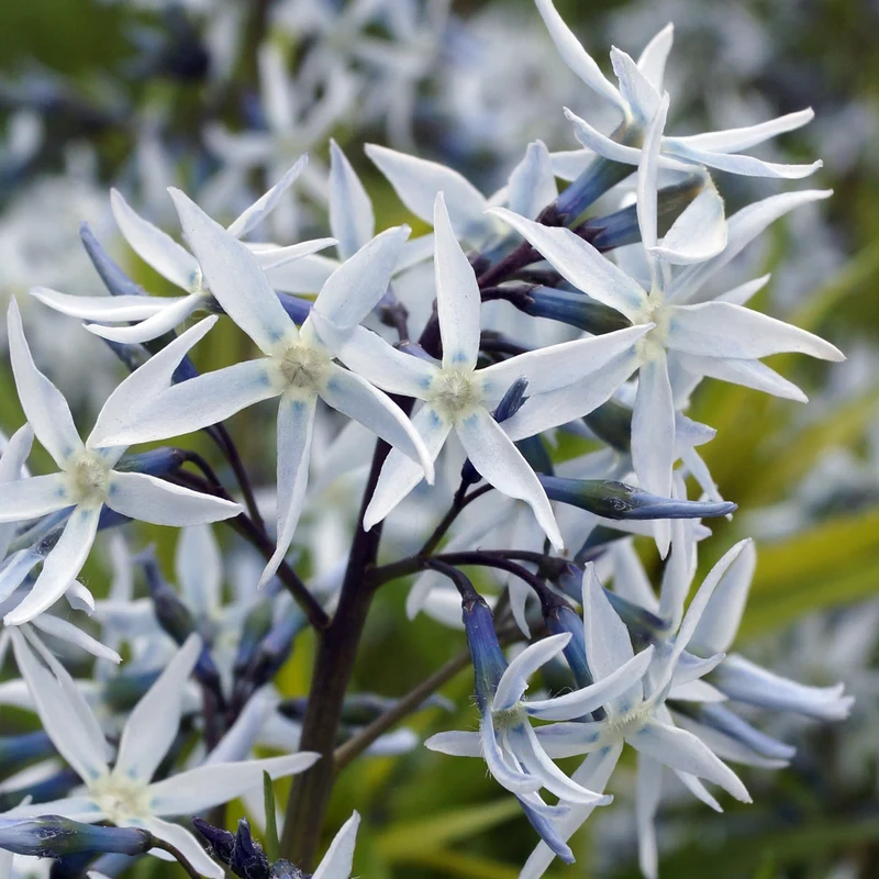 Amsonia hubrichtii