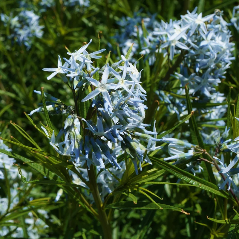 Amsonia hubrichtii