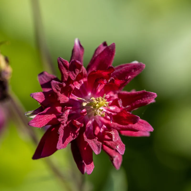 Akelei Ruby Port