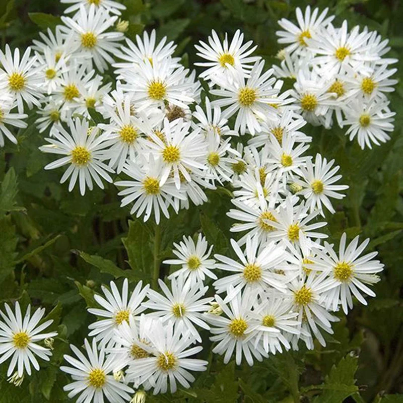 Ageratum-ähnliche Aster 'Ashvi'
