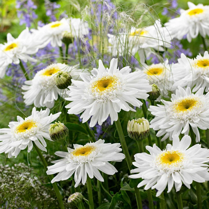 Sommermargerite 'Wirral Supreme'