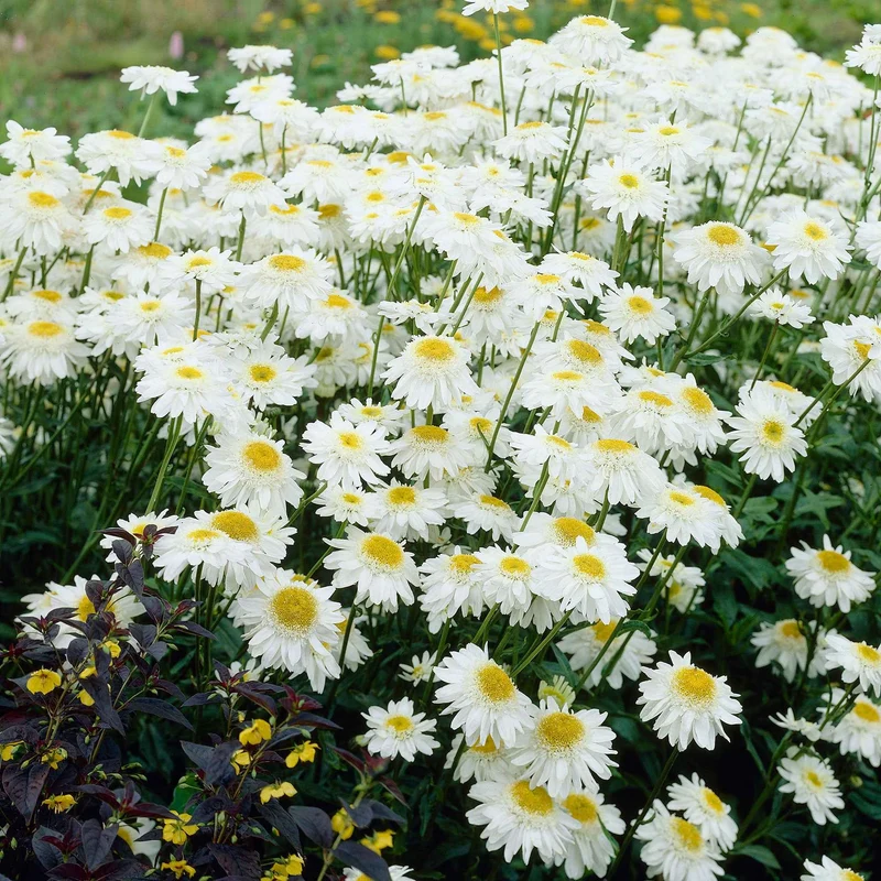 Sommermargerite 'Wirral Supreme'