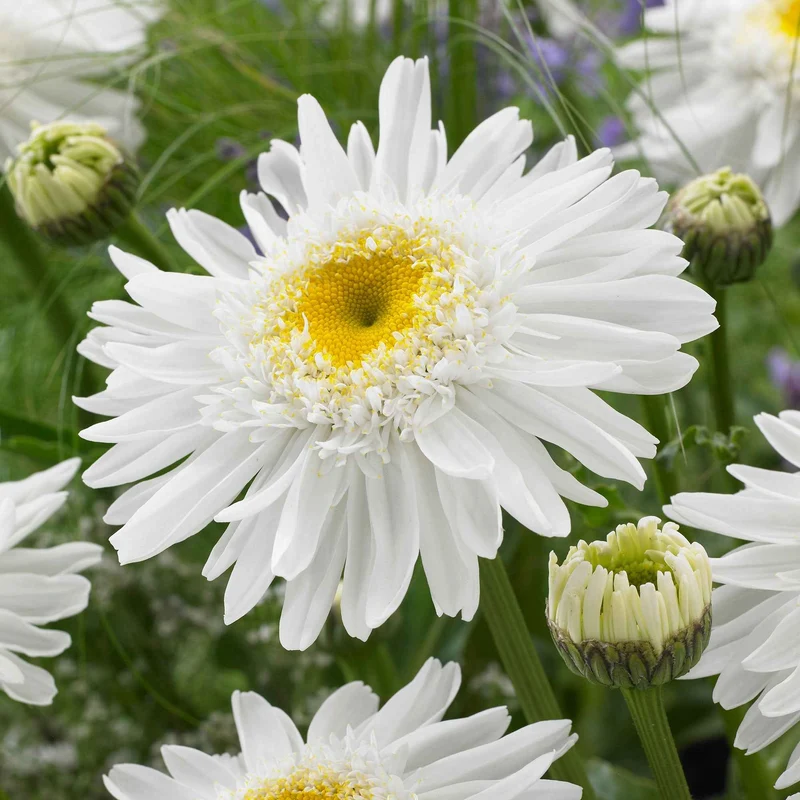 Sommermargerite 'Wirral Supreme'