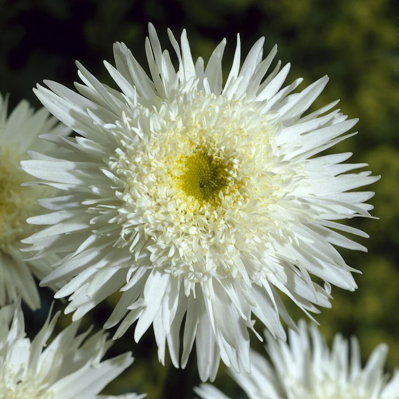Sommermargerite 'Wirral Supreme'