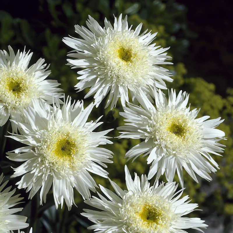 Sommermargerite 'Wirral Supreme'