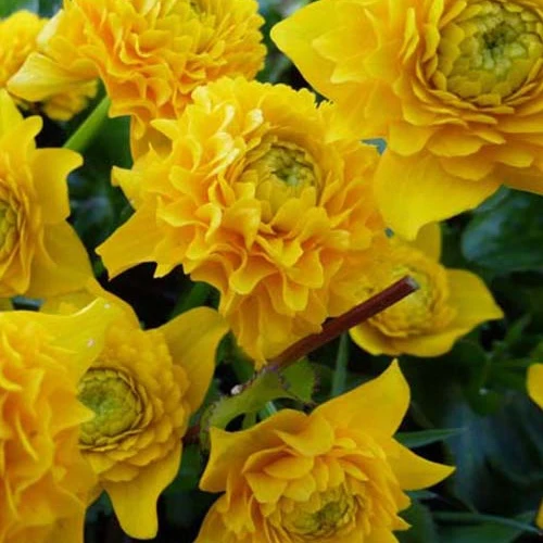 Sumpfdotterblume mit gefüllten Blüten