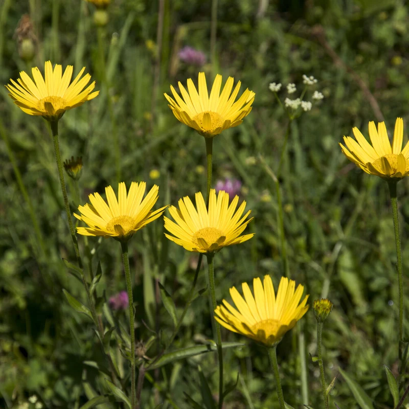 Goldmargerite