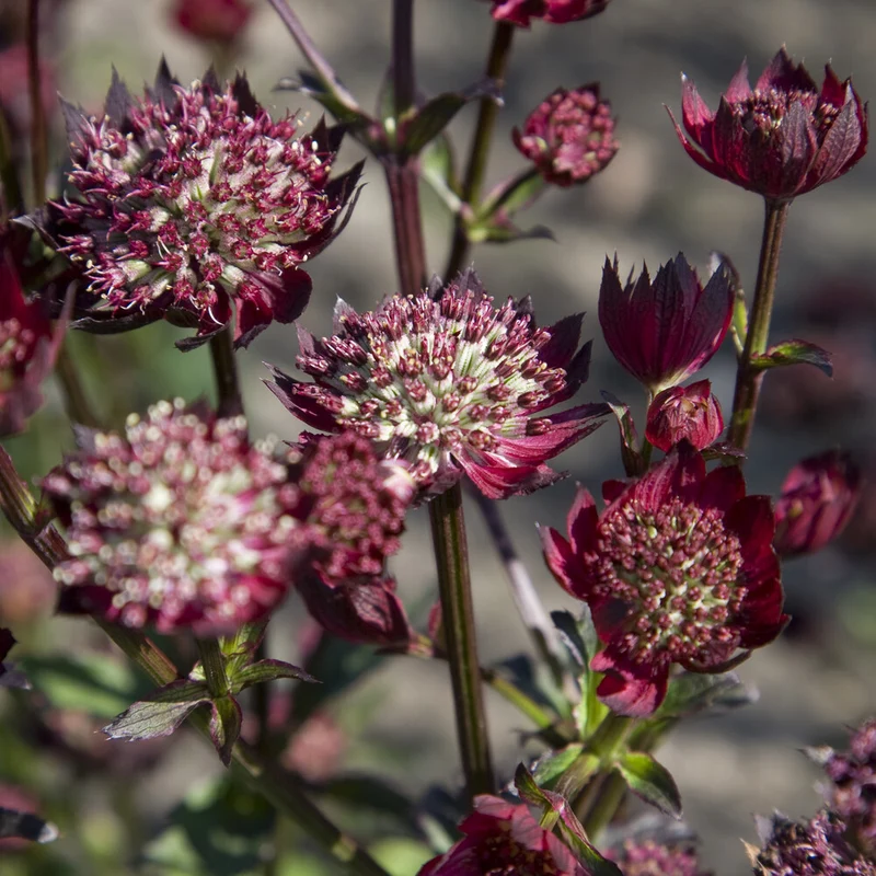Sterndolde ‘Moulin Rouge’