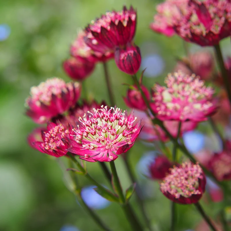Sterndolde ‘Moulin Rouge’