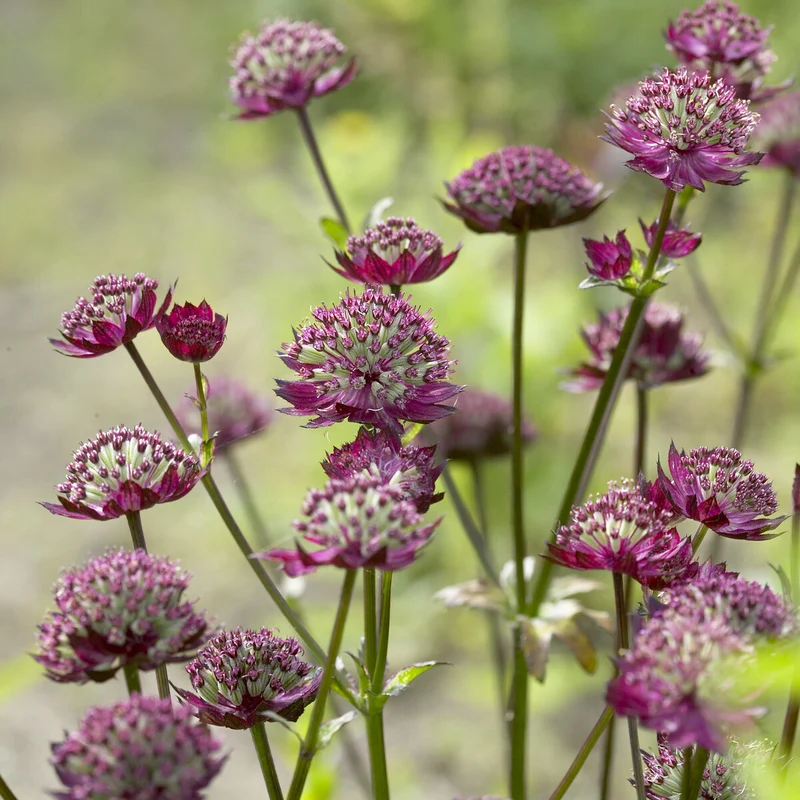 Sterndolde ‘Moulin Rouge’