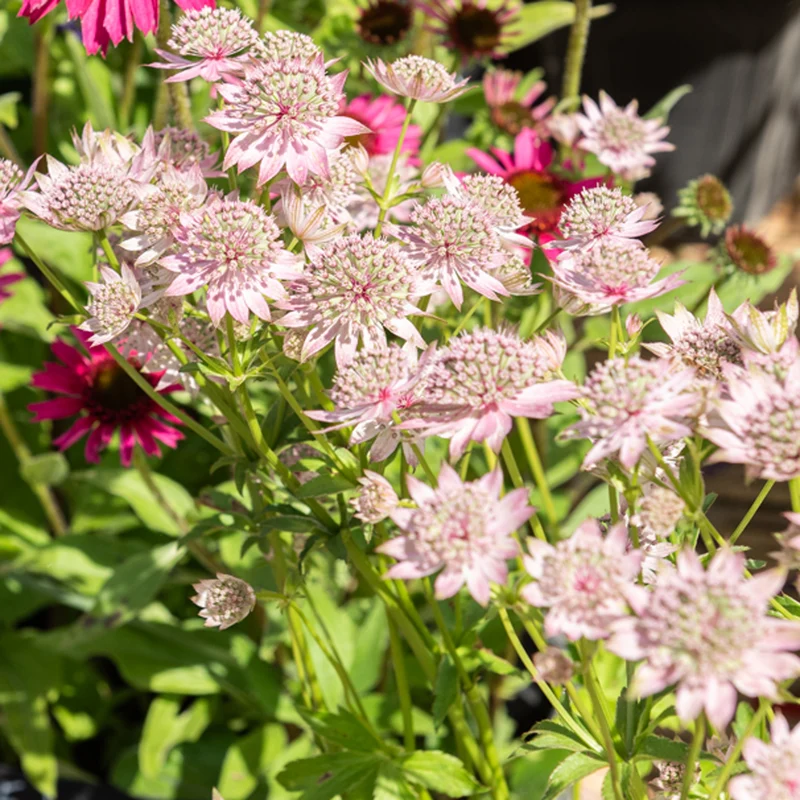 Sterndolde ‘Florence’