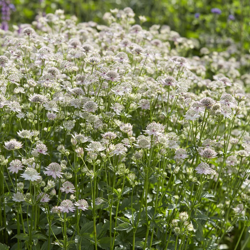 Sterndolde ‘Florence’
