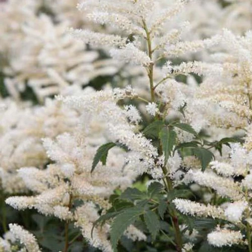 Hybrid-Astilbe Washington